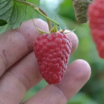 Малина КОРПИКО в Мозыре