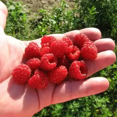 Малина БАЛЬЗАМ в Мозыре