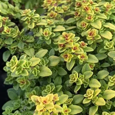 Тимьян АРЧЕРЗ ГОЛД в Мозыре