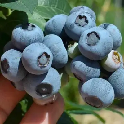 Голубика СИЕРРА в Мозыре