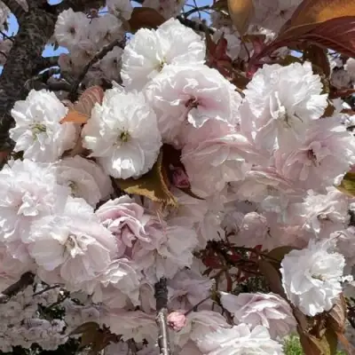 Сакура ШИРОФУГЕН в Мозыре