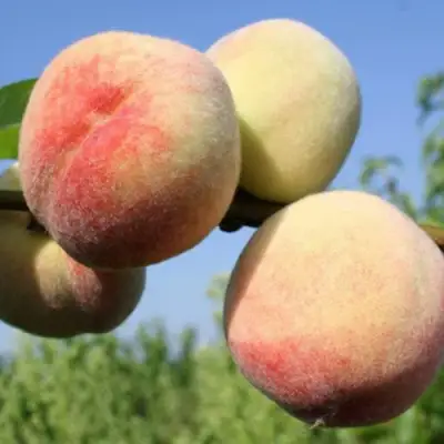 Персик ДОНЕЦКИЙ БЕЛЫЙ в Мозыре