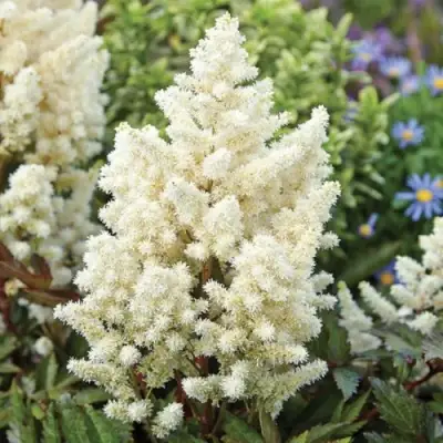 Астильба ХЭППИ ДЕЙ Арендса в Мозыре