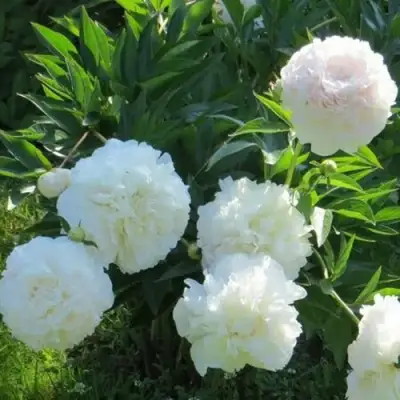 Пион МУН ОВЕР БАРРИНГТОН травянистый в Мозыре