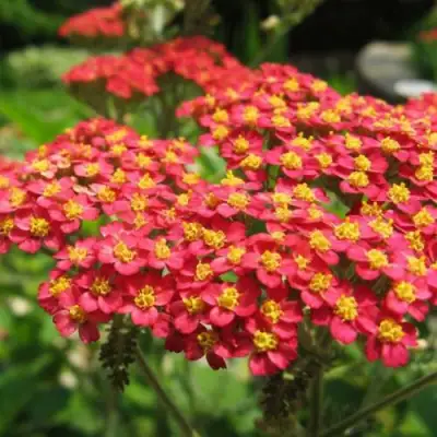 Тысячелистник ПАПРИКА обыкновенный в Мозыре