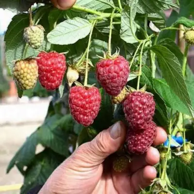 Малина ПОЛЕСЬЕ в Мозыре