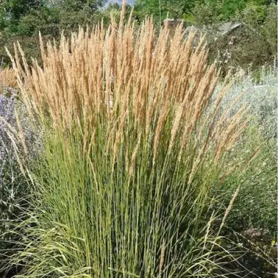 Вейник АВАЛАНШ остроцветковый в Мозыре