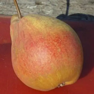 Груша ТАТЬЯНА в Мозыре