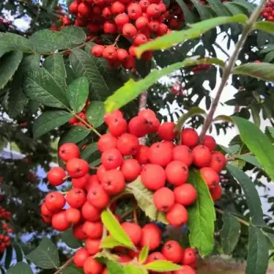 Рябина НЕВЕЖИНСКАЯ сладкоплодная в Мозыре