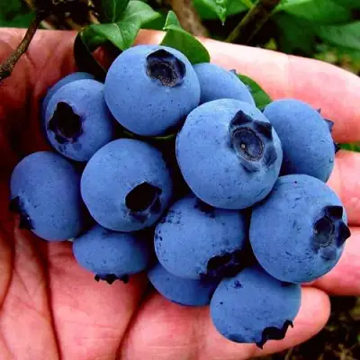 Голубика РЕКА в Мозыре