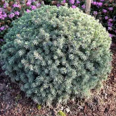 Ель ЭХИНИФОРМИС сизая в Мозыре