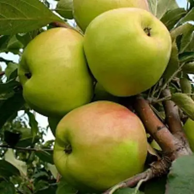 Яблоня БРАТ ЧУДНОГО стелющаяся в Мозыре