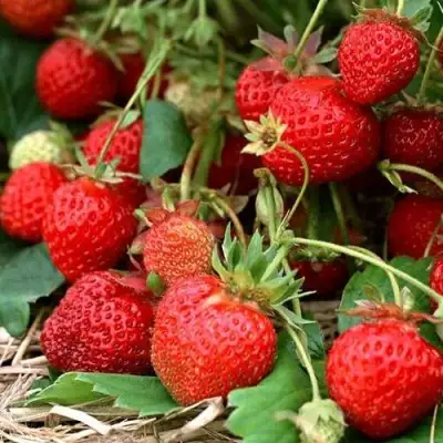 Клубника САН АНДРЕАС ремонтантная в Мозыре