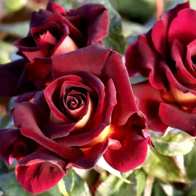 Роза ЭДДИ МИТЧЕЛЛ чайно-гибридная в Мозыре