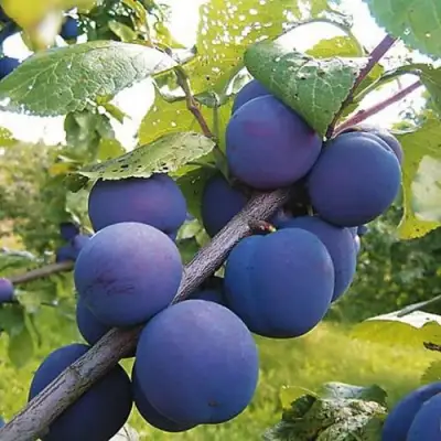 Слива КРОМАНЬ в Мозыре