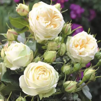 Роза ВЕНДИНГ ПИАНО чайно-гибридная в Мозыре