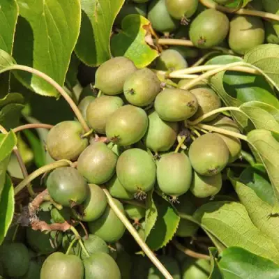 Актинидия ДЖИРАЛЬДИ в Мозыре