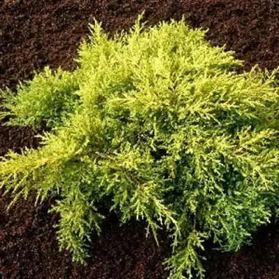Можжевельник МОРДИГАН ГОЛД средний в Мозыре