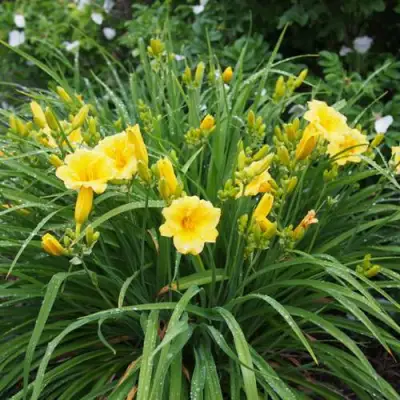 Лилейник СТЕЛЛА ДЕ ОРО гибридный в Мозыре