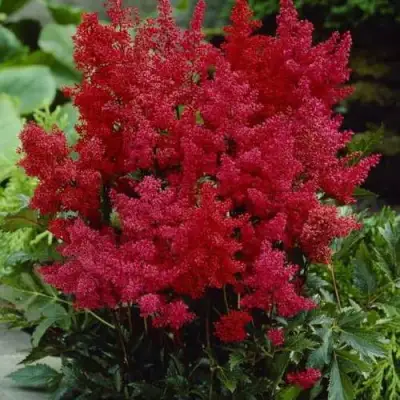Астильба ГРАНАТ Арендса в Мозыре