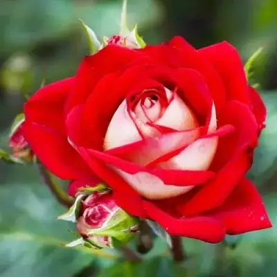 Роза АЛЬЯНС чайно-гибридная в Мозыре