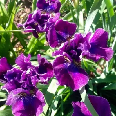 Ирис БАНДЛ ОВ ДЖОЙ сибирский в Мозыре