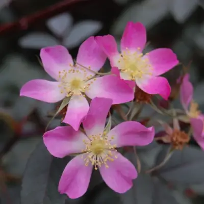 Роза сизая в Мозыре