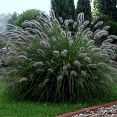 Пеннисетум ЛЕДИ Ю в Мозыре