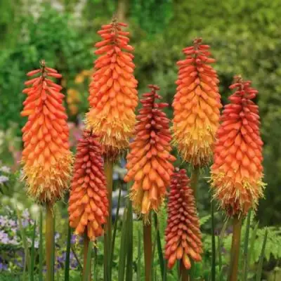 Книфофия АЛЬКАЗАР гибридная в Мозыре