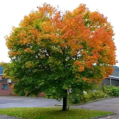 Клен остролистный в Мозыре