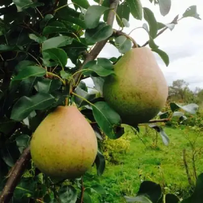 Груша ЛИРА в Мозыре