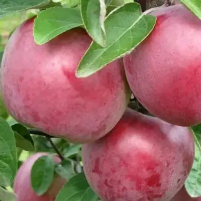 Яблоня АЛЕСЯ в Мозыре