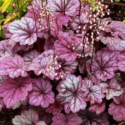 Гейхера ШУГА ФРОСТИНГ в Мозыре