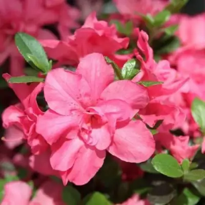 Азалия РОКОКО японская в Мозыре