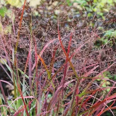 Просо РЕБРАУН прутьевидное в Мозыре