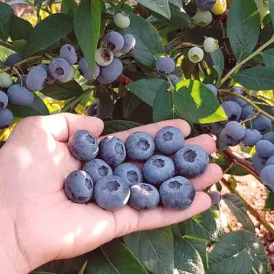 Голубика БОНУС в Мозыре