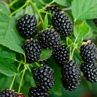 Ежевика ЛОХТЕЙ бесшипная в Мозыре