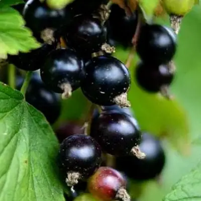 Смородина чёрная КАТЮША в Мозыре