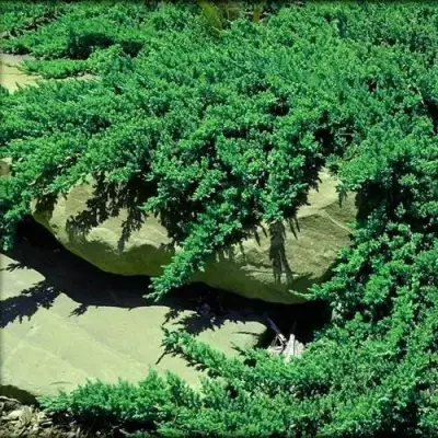 Можжевельник НАНА лежачий в Мозыре