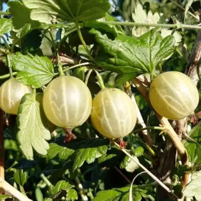 Крыжовник БЕЛОРУCСКИЙ САХАРНЫЙ 2 в Мозыре