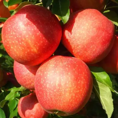 Яблоня ГАЛА ШНИГА в Мозыре