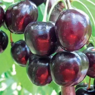 Черешня ЛЮБИМИЦА АСТАХОВА в Мозыре