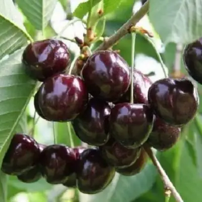 Черешня ЛЕНИНГРАДСКАЯ ЧЁРНАЯ в Мозыре