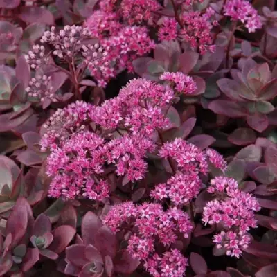 Очиток (седум) САНСПАРКЛЕР ФАЙЕРКРЕКЕР в Мозыре