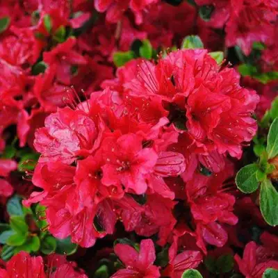 Азалия ХИНО КРИМСОН японская в Мозыре