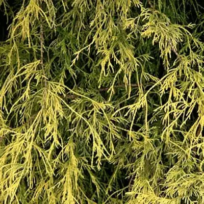 Кипарисовик ФИЛИФЕРА АУРЕА горохоплодный в Мозыре