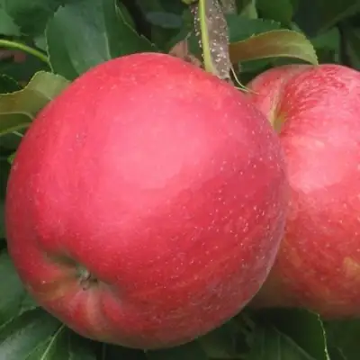 Яблоня РУБИН в Мозыре