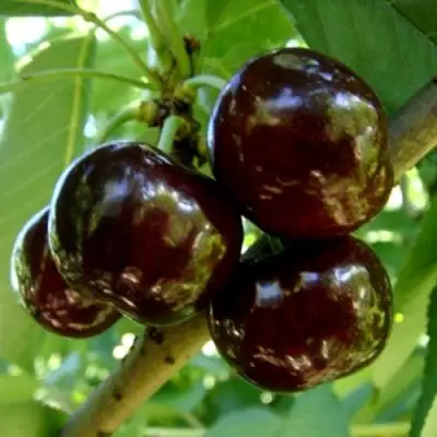 Черешня МУСКАТНАЯ в Мозыре