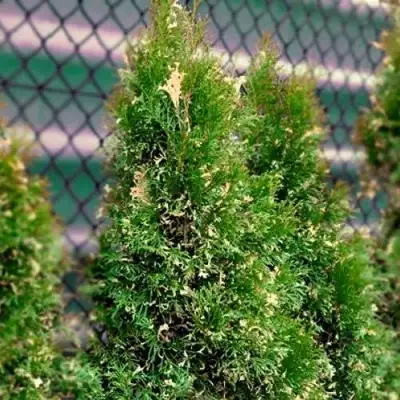Туя СМАРАГД ВАРИЕГАТА западная в Мозыре