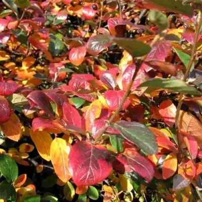 Кизильник блестящий в Мозыре